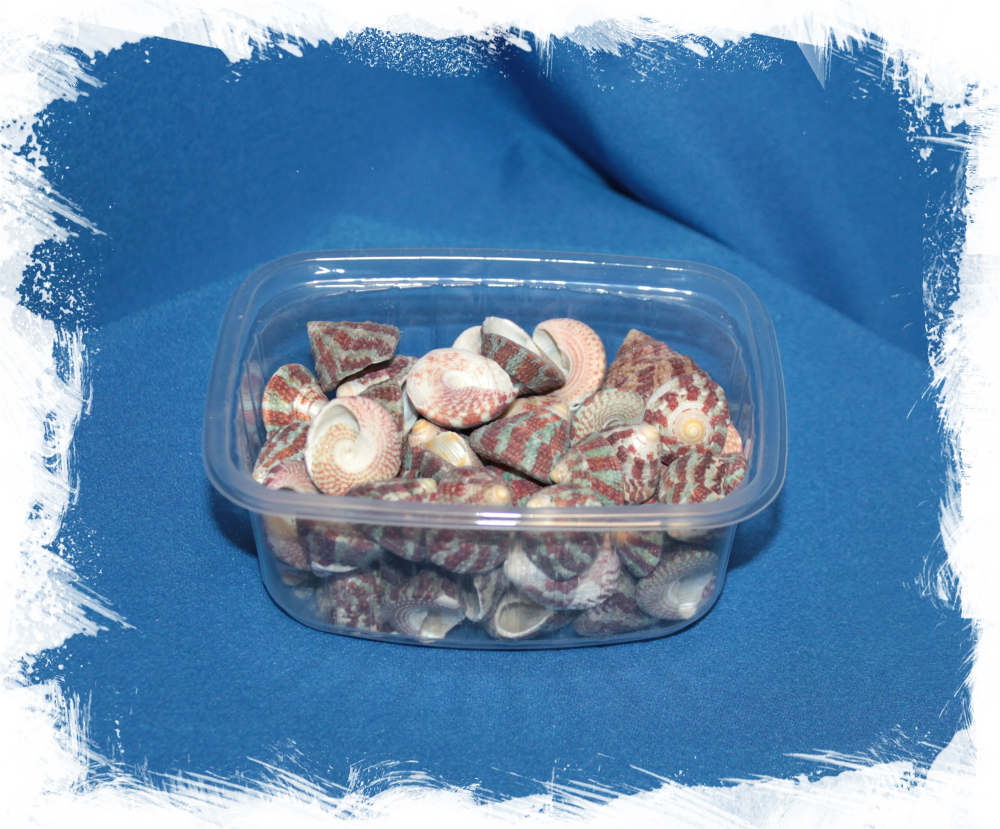 Трохус Радиатус, 1,5-3см, 100гр, 40шт