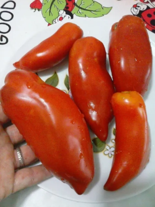 Рог Овна / CORNO di MONTONE