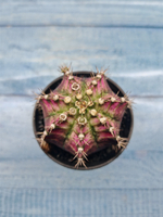 Gymnocalycium T-Rex Pink hybrid (Гимнокалициум T-rex)