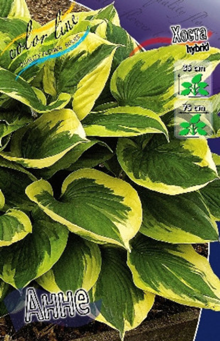 Hosta Anne 1 шт.