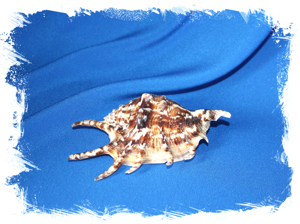 Lambis tiger ракушка