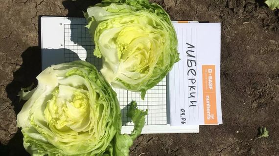 ЛИБЕРКИН семена салата Nunhems цена