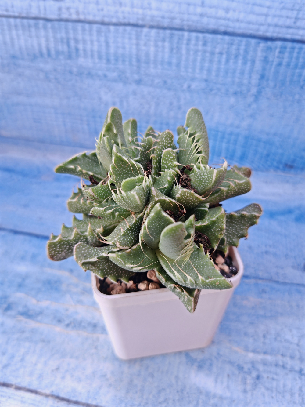 Faucaria Tigrina (Фаукария)