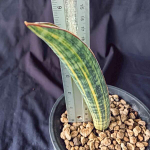 Сансевиерия HALLII BASEBALL BAT VAR