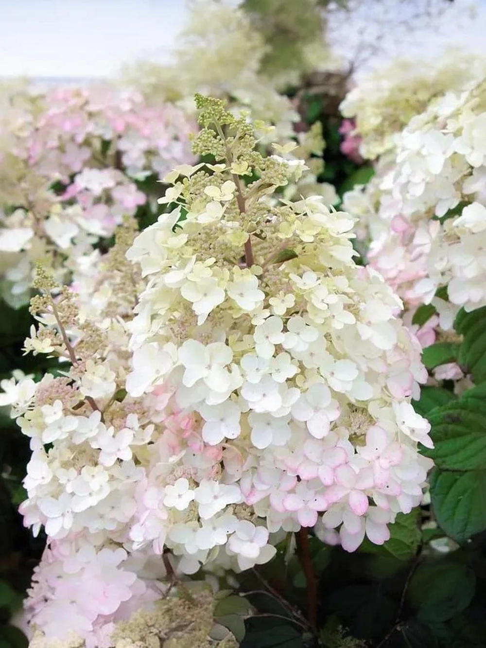 Гортензия метельчатая Петит Лантерн