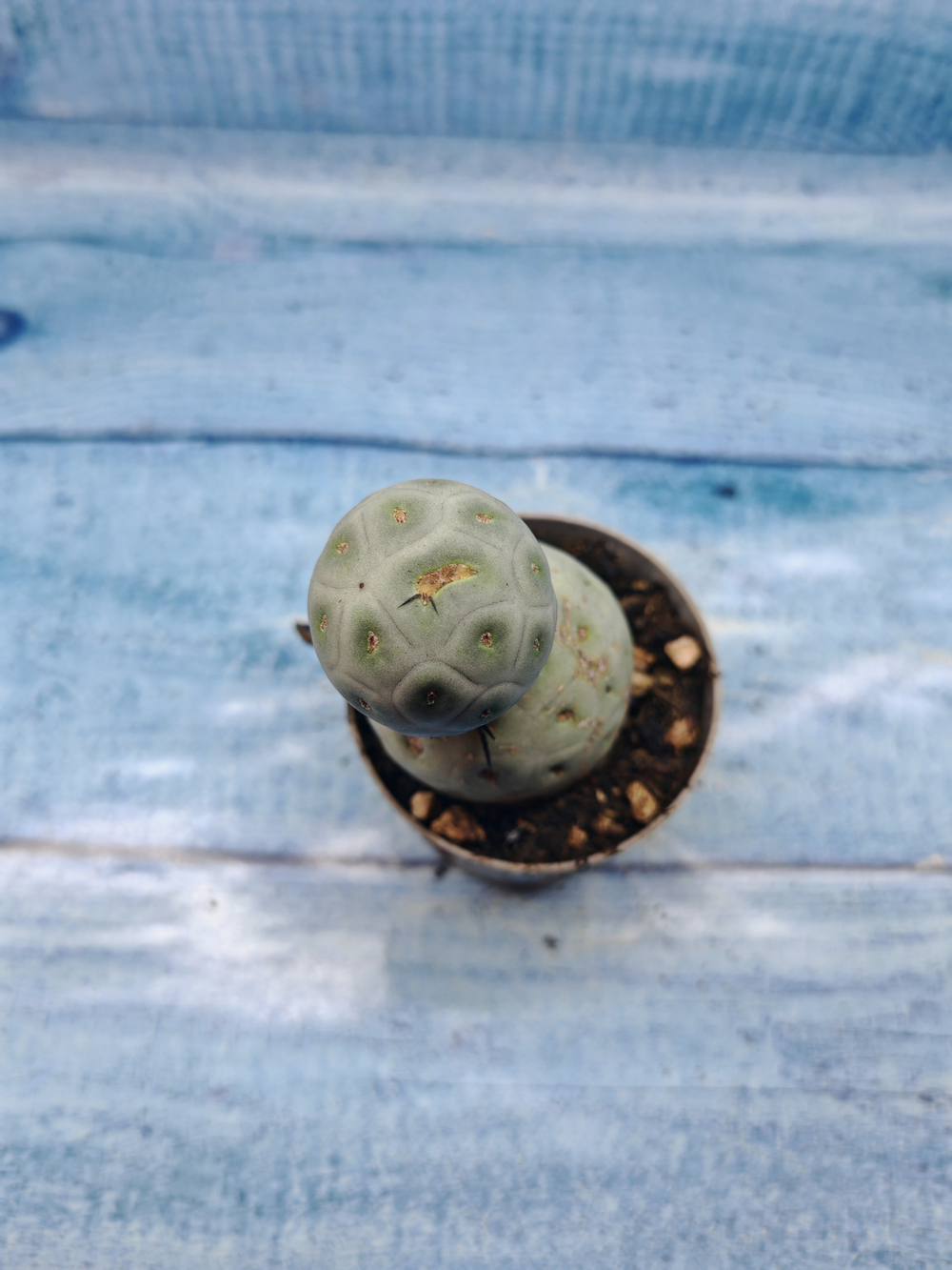 Tephrocactus Geometricus (Тефрокактус)