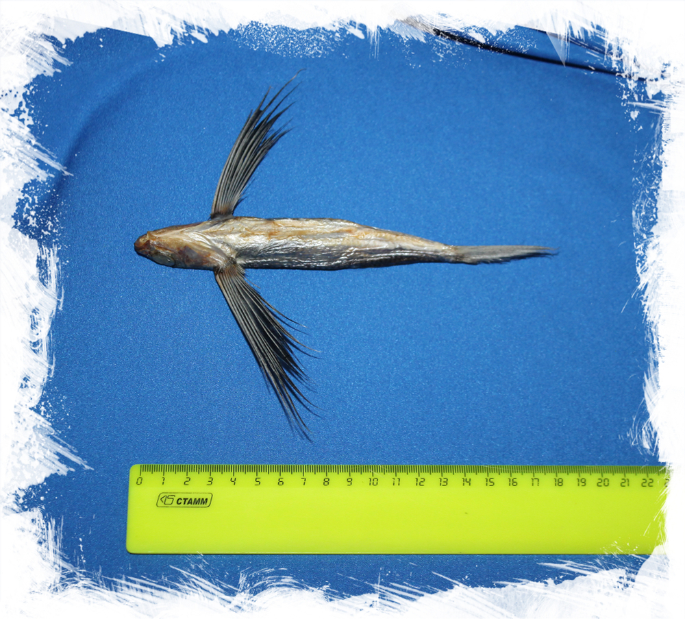 Коллекционная Летучая рыба, Exocoetus volitans