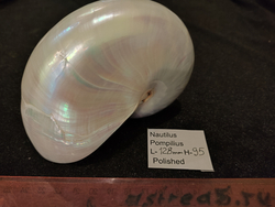 Наутилус Помпилиус "90-130мм" полирован