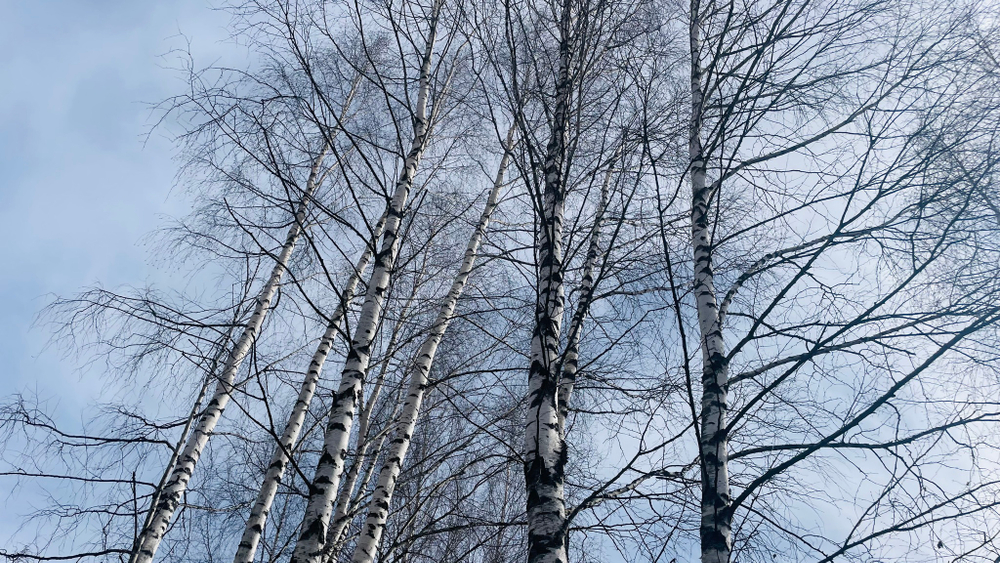 🟣 6,3 сотки Южное Якунино