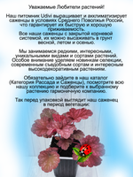 Гейхера Берри Смузи ягодный смузи многолетняя