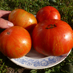 Помидоры Solar Flare – Вспышка На Солнце