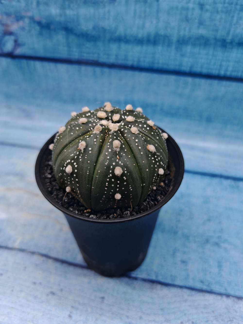 Astrophytum Asterias (Астрофитум)