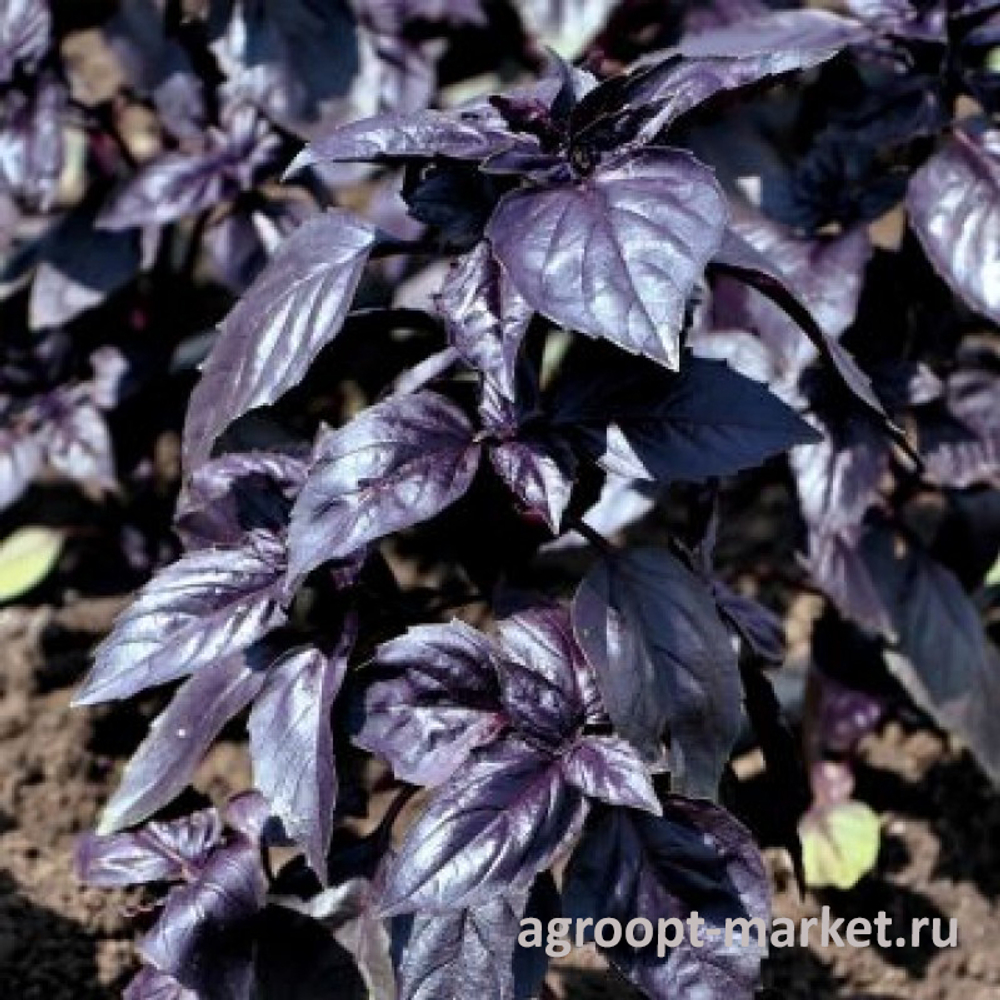 Гастроном семена базилика (Global Seeds / Глобал Сидс)