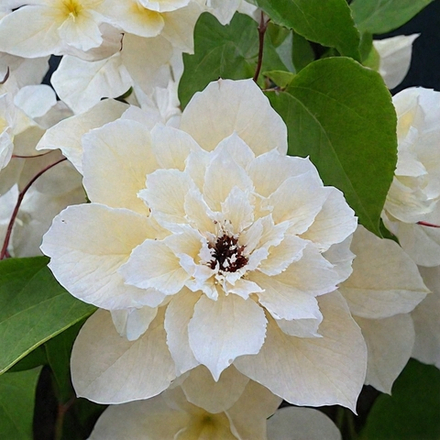 Клематис First Light( Фёрст Лайт)  Стандарт поставки Р9