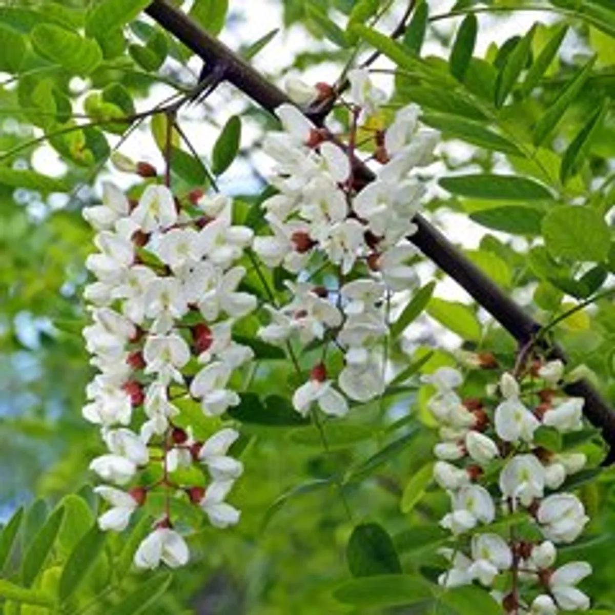 Мед Королевский (акация+эспарцет) / 1,2 кг