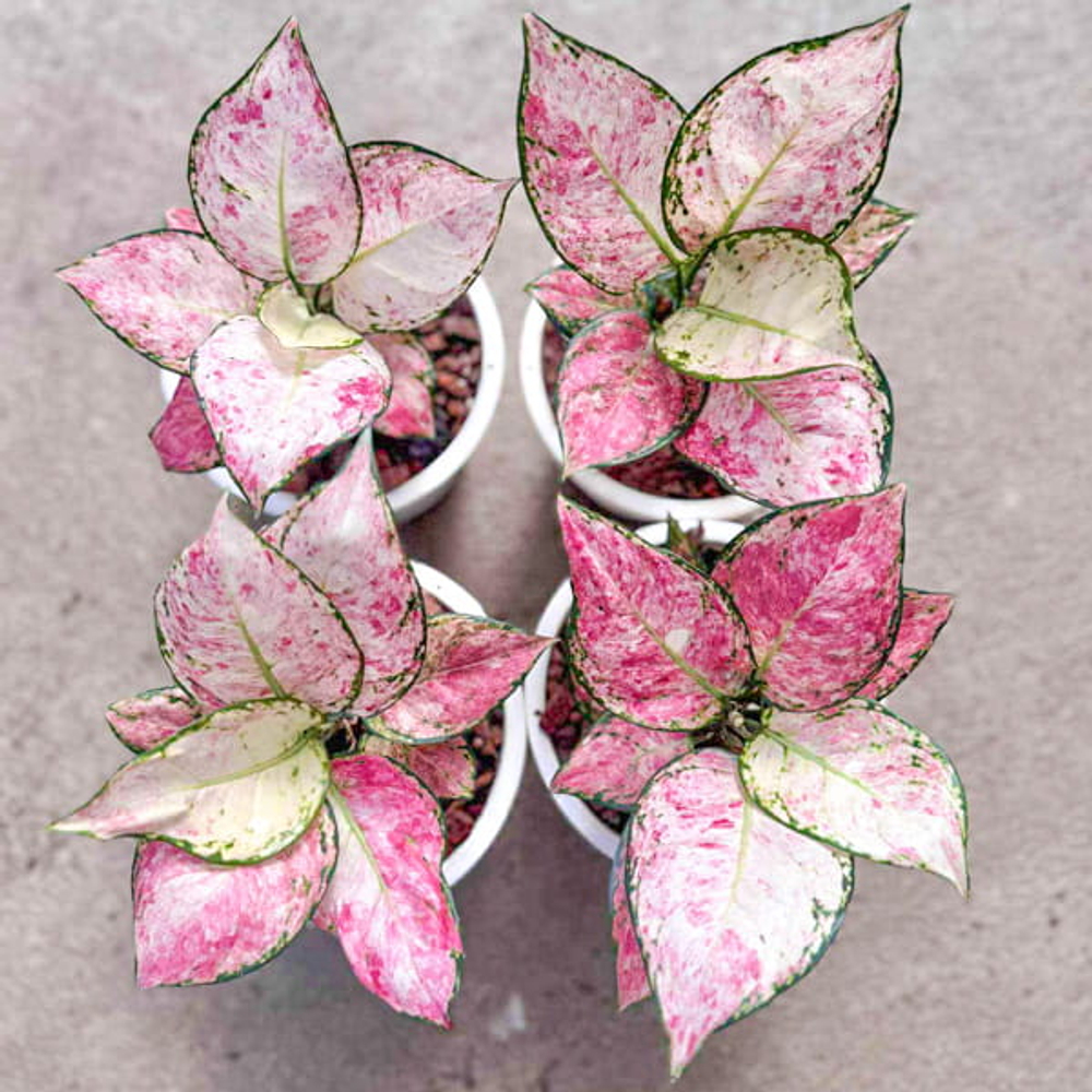 Аглаонема ZOLINA