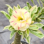Адениум вариегатный WONDERFUL YELLOW VAR