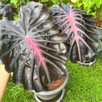 Колоказия POSEIDON