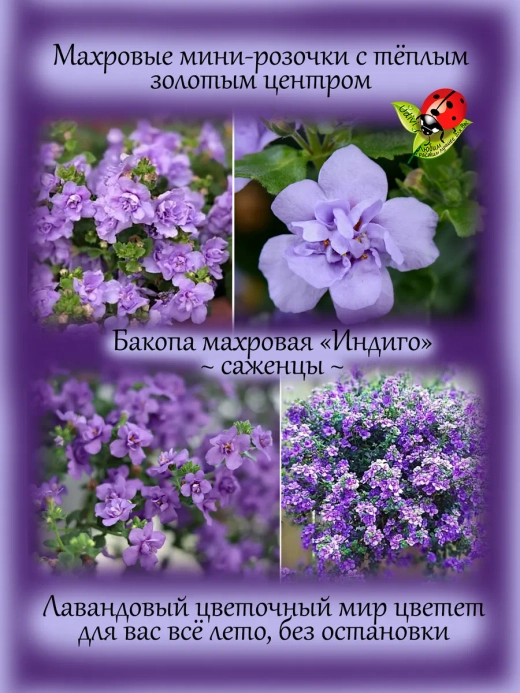 Бакопа Индиго махровая ампельная