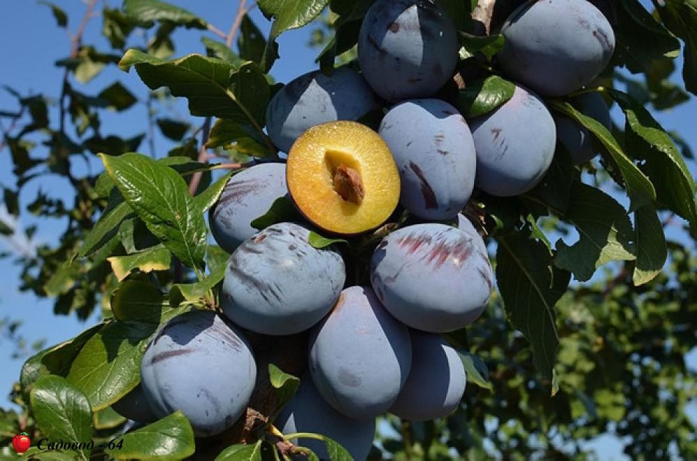 Слива Топ Хит Слива Топ Хит