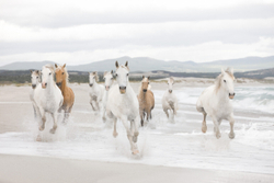Фотообои KOMAR Белые лошади 2.54 м х 3.68 м