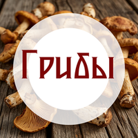 Грибы