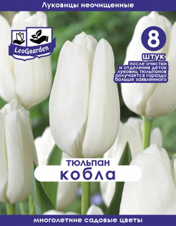Тюльпан Луковица, Кобла, 8+шт
