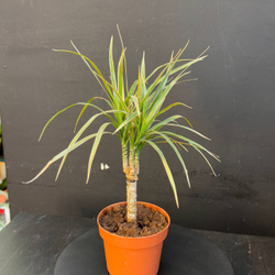 Драцена Маргината (Dracaena marginata) или Драконово дерево