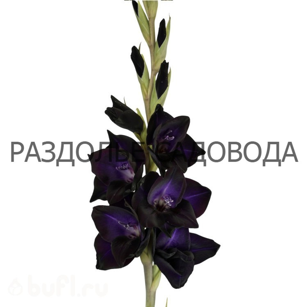 Гладиолус Блэк саббат
