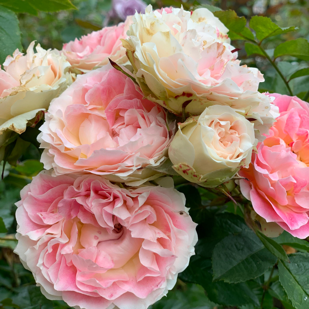 Роза Цезарь (плетистая) нежно-розовая