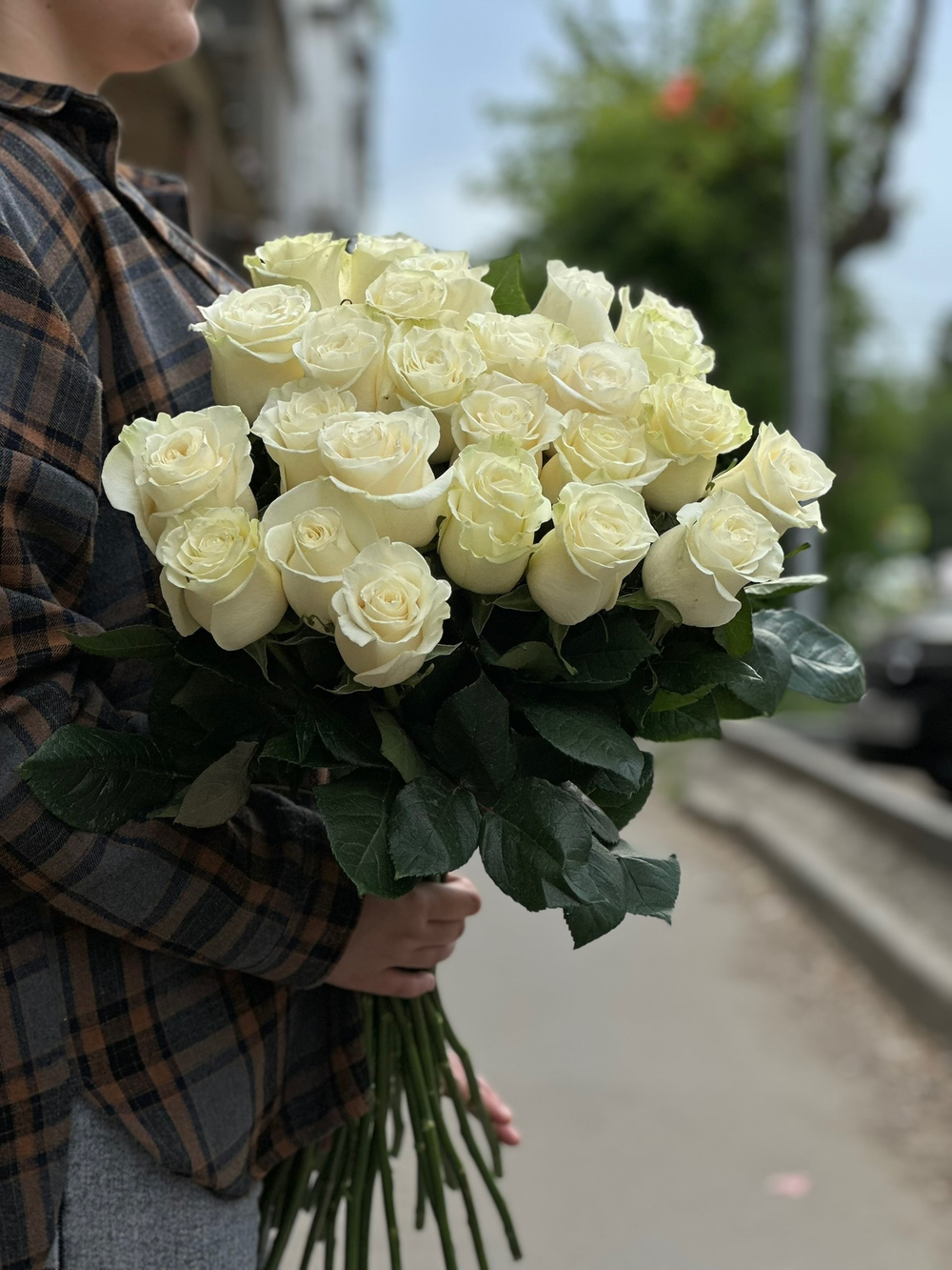 Белая роза сорт «Мондиаль» (Эквадор)