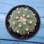 Astrophytum Asterias (Астрофитум)