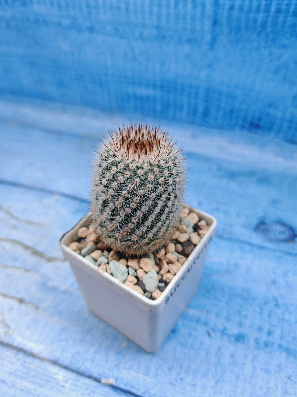 Notocactus Scopa (Нотокактус)