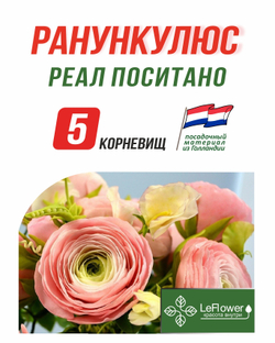 Корневище, Ранункулюс, Реал Поситано , 5шт