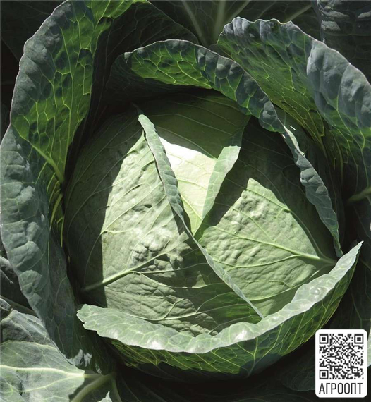 Каптур F1 семена капусты белокочанной (Bejo / Бейо) продукт – фото 2