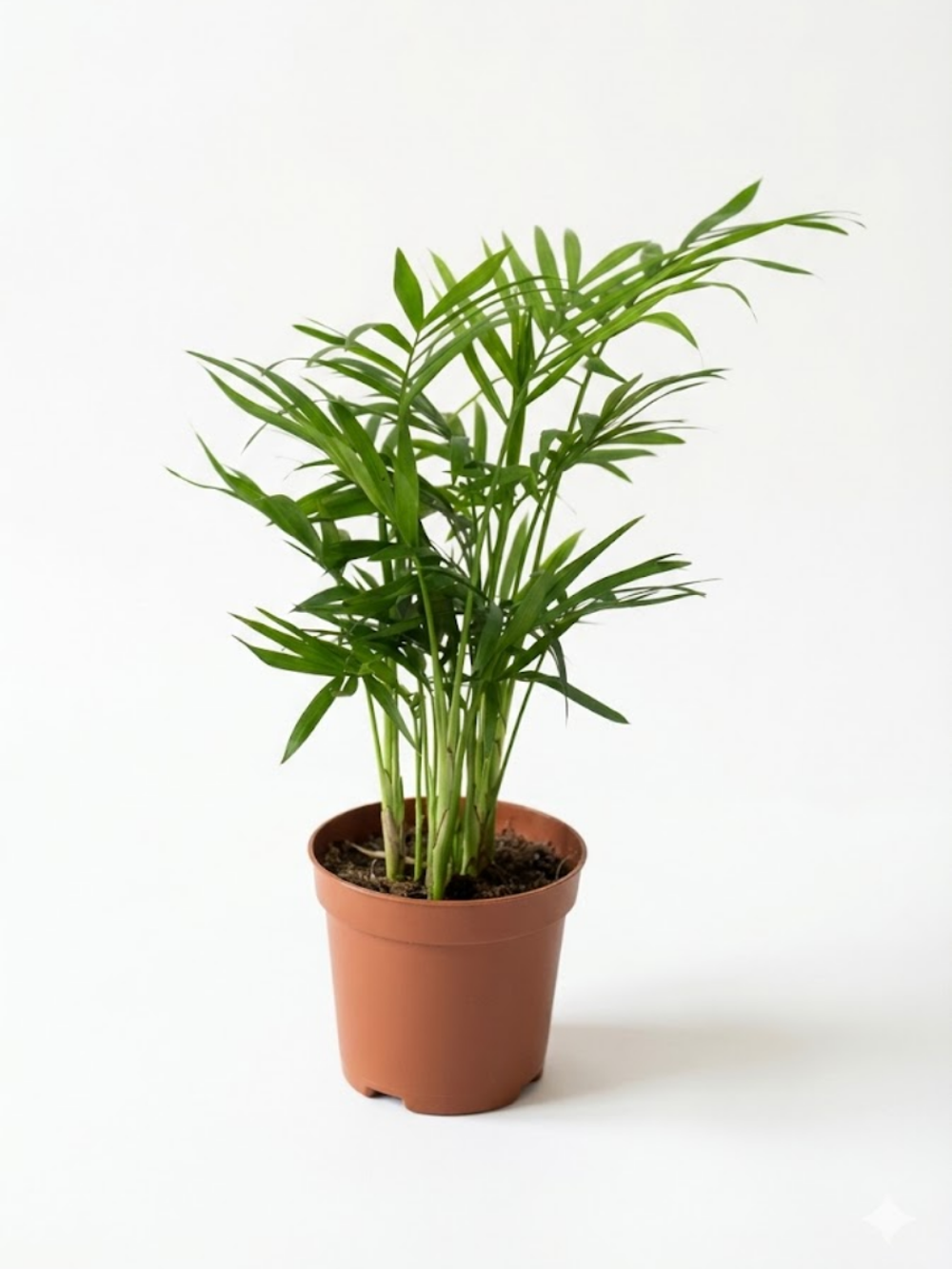 Ховея Dwarf Palm д.9