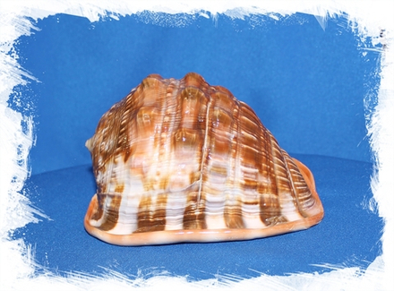 Ципрекассис, до 10см, 1шт