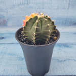 Gymnocalycium Variegata (Гимнокалициум Вариегатный)