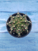 Gymnocalycium T-Rex Pink hybride (Гимнокалициум T-rex)