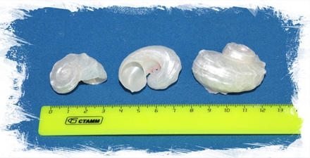 Ангария полированная, 3-5см, 1шт