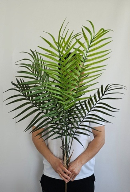 Пальма Ховея / Арт 3027