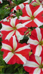 Петуния LAMBADA RED STAR