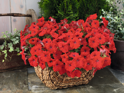 Петуния ампельная Саксесс Ред F1 (50др) Витагрин Профи