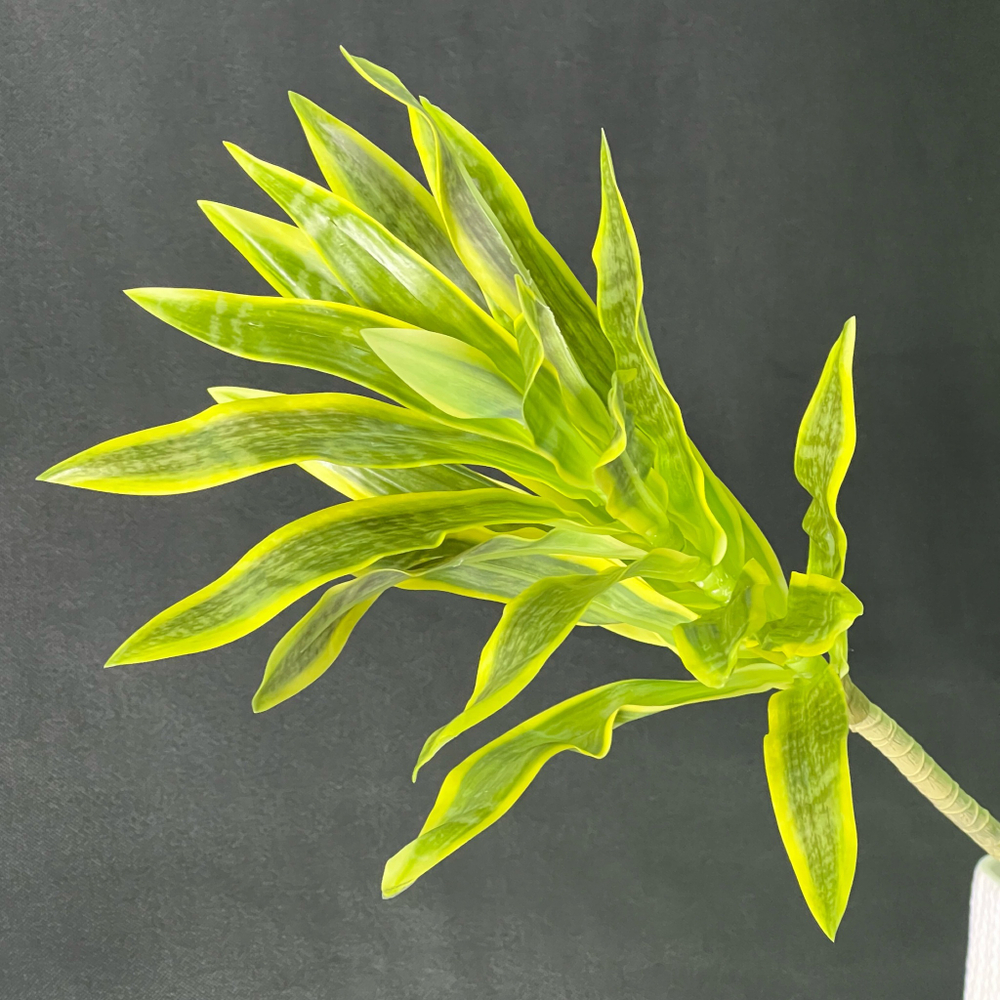 Драцена лайм ветка 80 см.