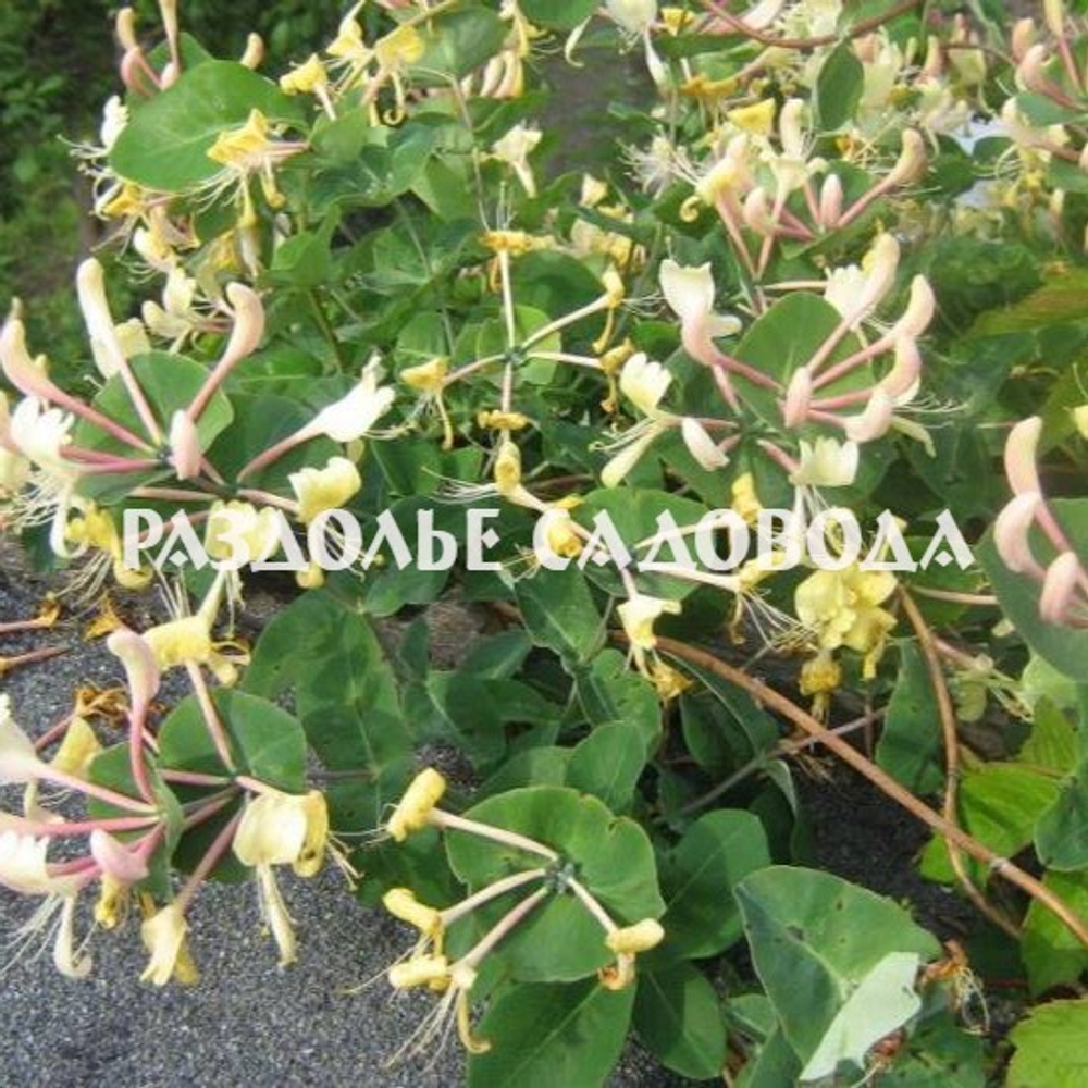 Жимолость приморская Грэхам Томас