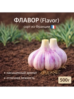 Чеснок яровой Флавор (Франция)
