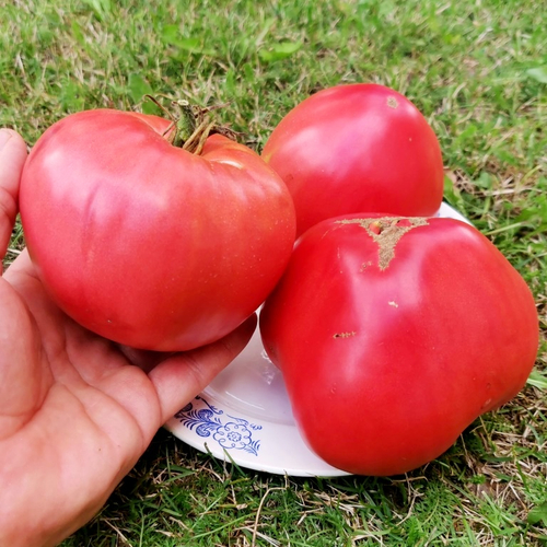 Помидоры Казахстанский Домашний