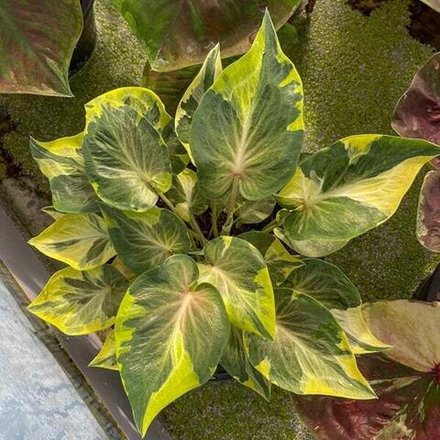 Каладиум ARTEMIS