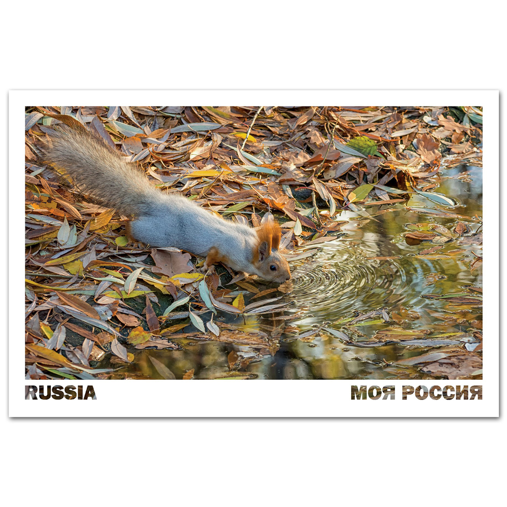 Белка в осенних листьях. Омская область