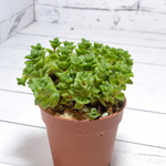 Crassula Socialis (Крассула)